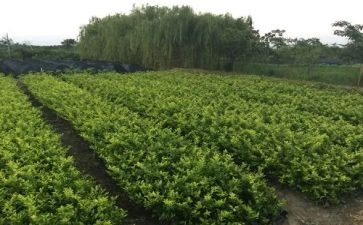 苗圃地工作总结8篇