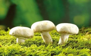 蘑菇钉游戏教案5篇