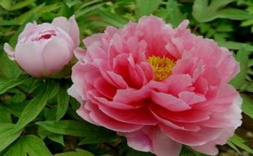 《牡丹亭》读后感7篇