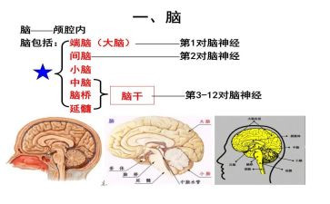 脑外科的自我鉴定模板8篇