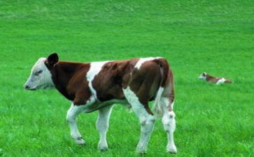 幼儿园大班蜗牛爬教案5篇