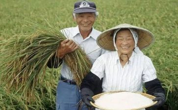 农民丰收节活动总结报告7篇