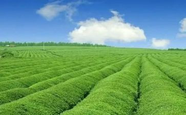 农业股工作总结范文7篇