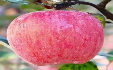 卖苹果的作文通用7篇