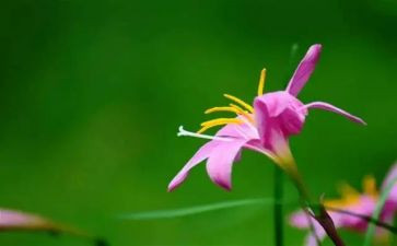 品味茶的作文通用7篇