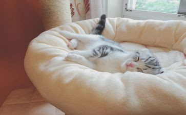 睡眠管理主题班会教案5篇
