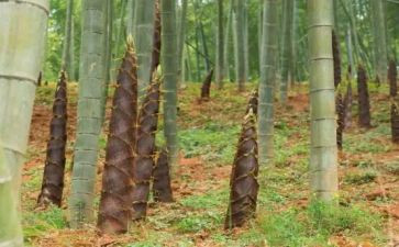 大班笋的教案最新6篇