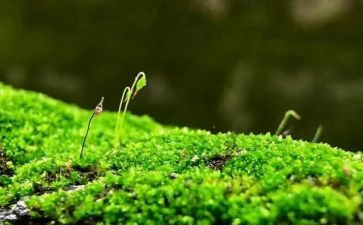 苔的读后感作文800字精选6篇
