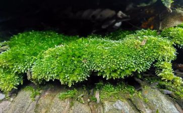 苔的读后感作文800字最新5篇
