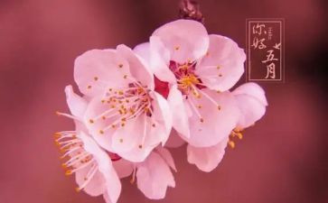 五月工作计划推荐5篇