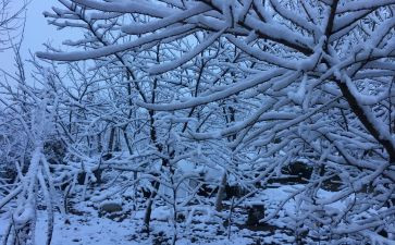 二年级下雪啦的作文7篇