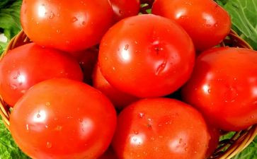 种西红柿作文精选5篇