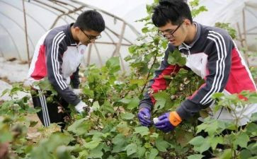 小学农村校长述职报告7篇