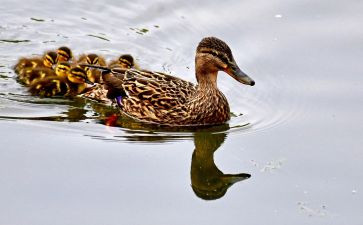 野鸭子读后感7篇