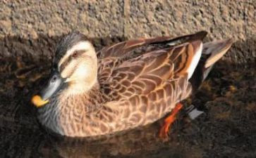 野鸭子读后感参考6篇