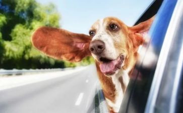 有趣的纸活动教案8篇