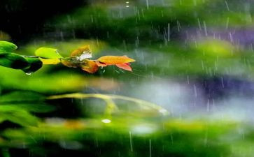 《雨》作文450字推荐8篇