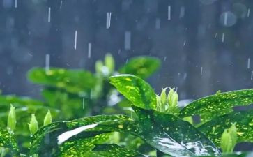 我的雨作文300字优秀6篇