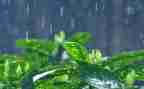 作文《雨》200字参考6篇