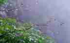 《雨》作文450字最新5篇