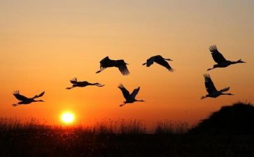 我战胜了______作文参考7篇