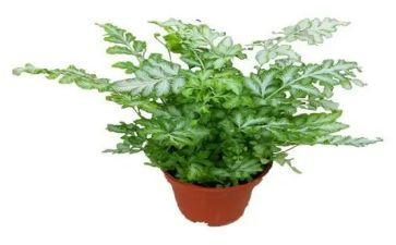 游植物园心得8篇