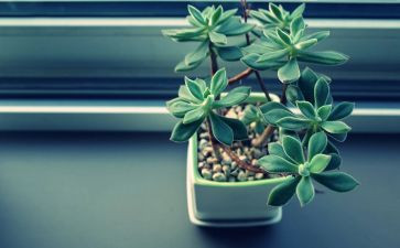 植物染教案最新7篇