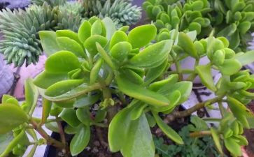 植物角活动方案5篇