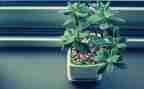 植物染教案最新7篇