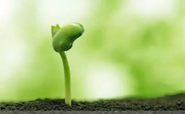 安的种子教案参考5篇