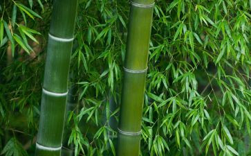 大班竹竿舞教案5篇